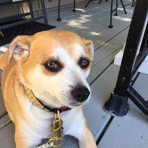 Meet your Posher, Susan